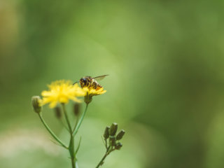 5/20 World Bee Day 「世界ミツバチの日」